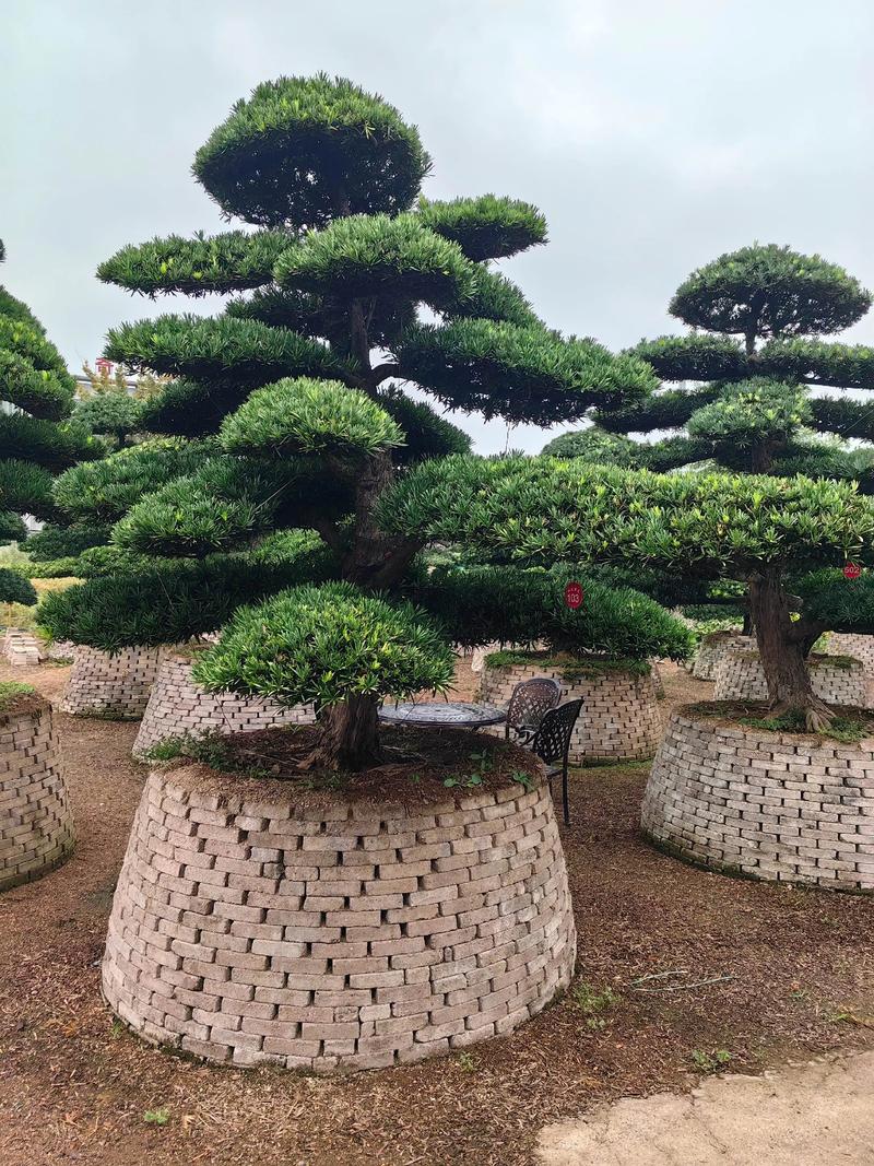 苗木供应