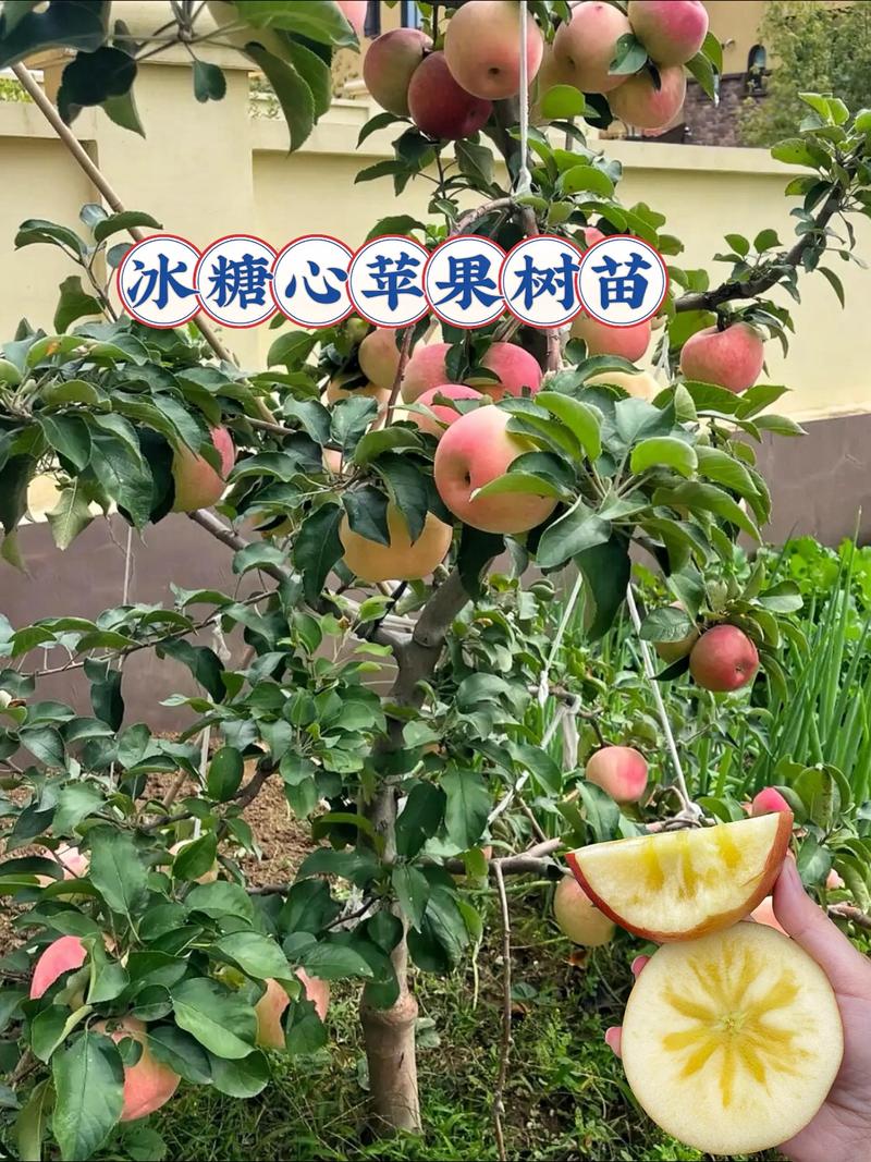 果树苗