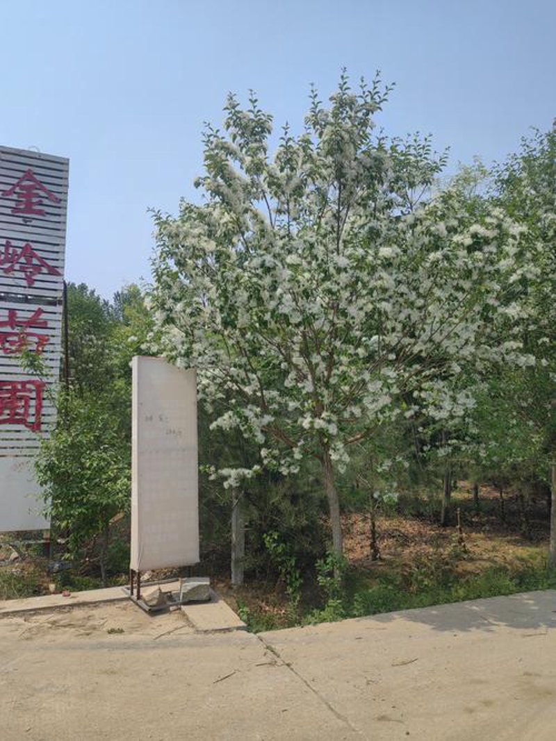 绿化苗木悄然升温：行业动态透视
