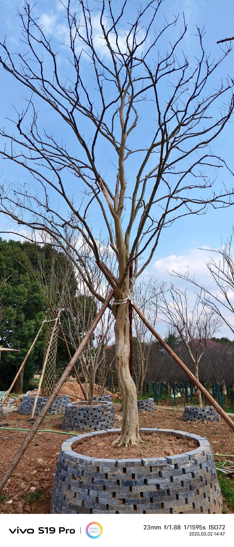 红旭苗木行业最新动态：绿色革命的引领者