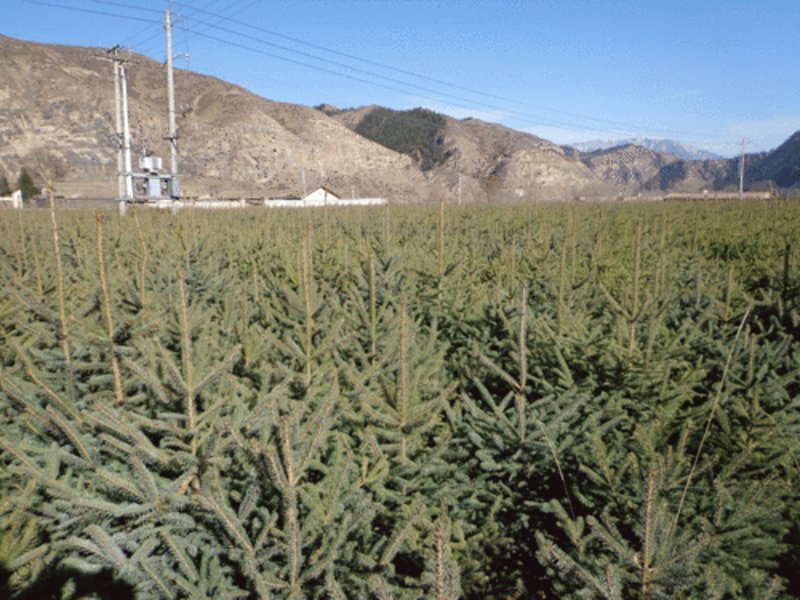 苗木种植合作社：共筑绿色梦想
