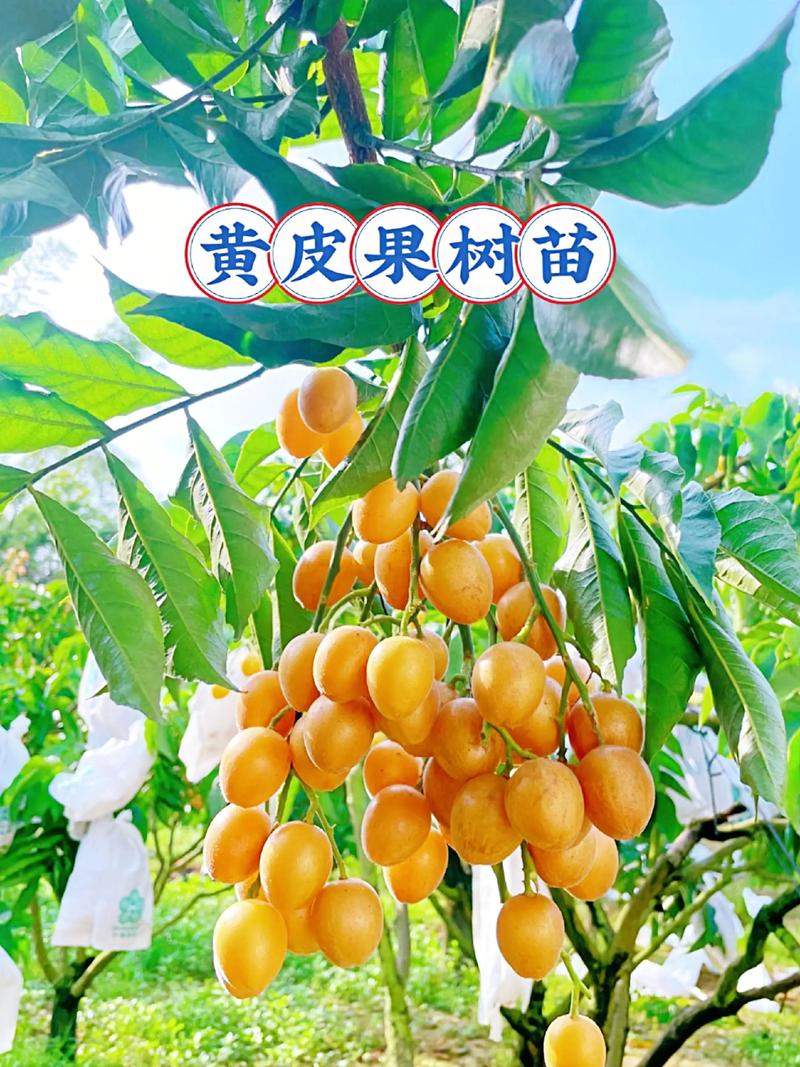 苗木行业的红旭时刻：绿意盎然，生机勃勃