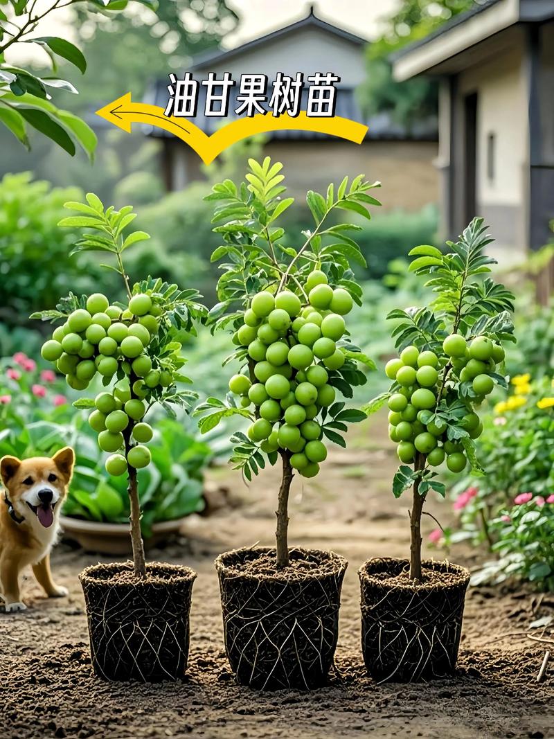 绿化苗木：城市绿肺的守护者