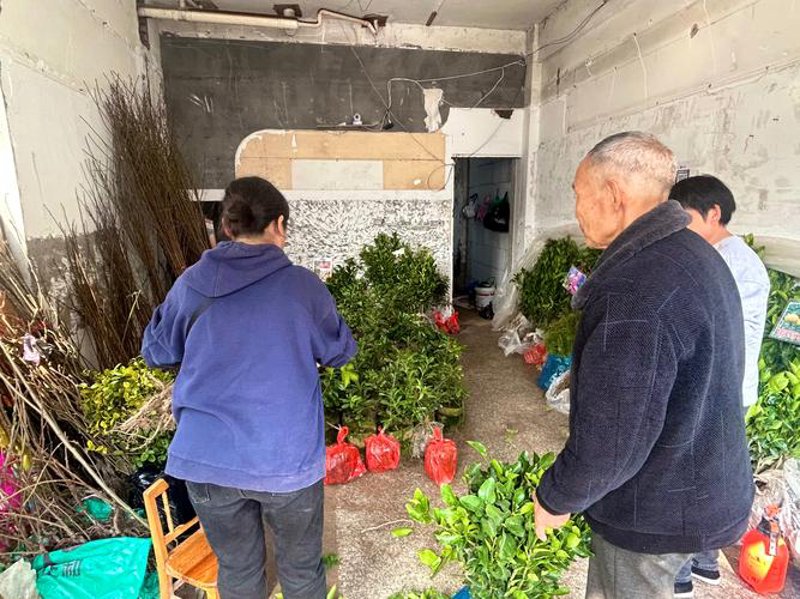 苗木种植合作社：绿意盎然的产业新篇章