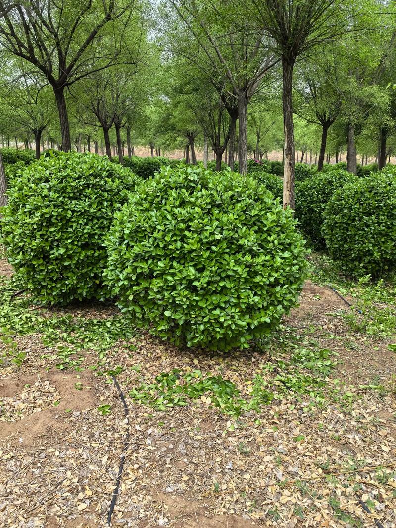 南县苗木选购全攻略：打造专属绿意空间
