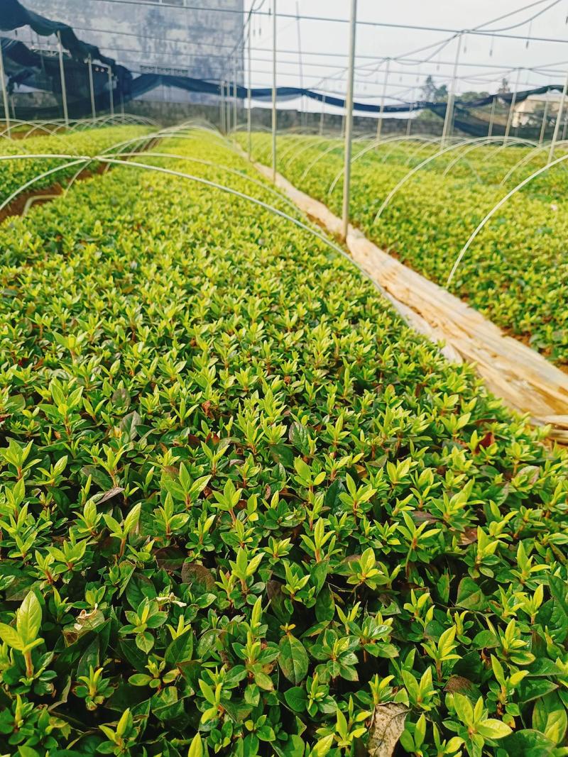 苗木种植合作社：绿色产业新风景